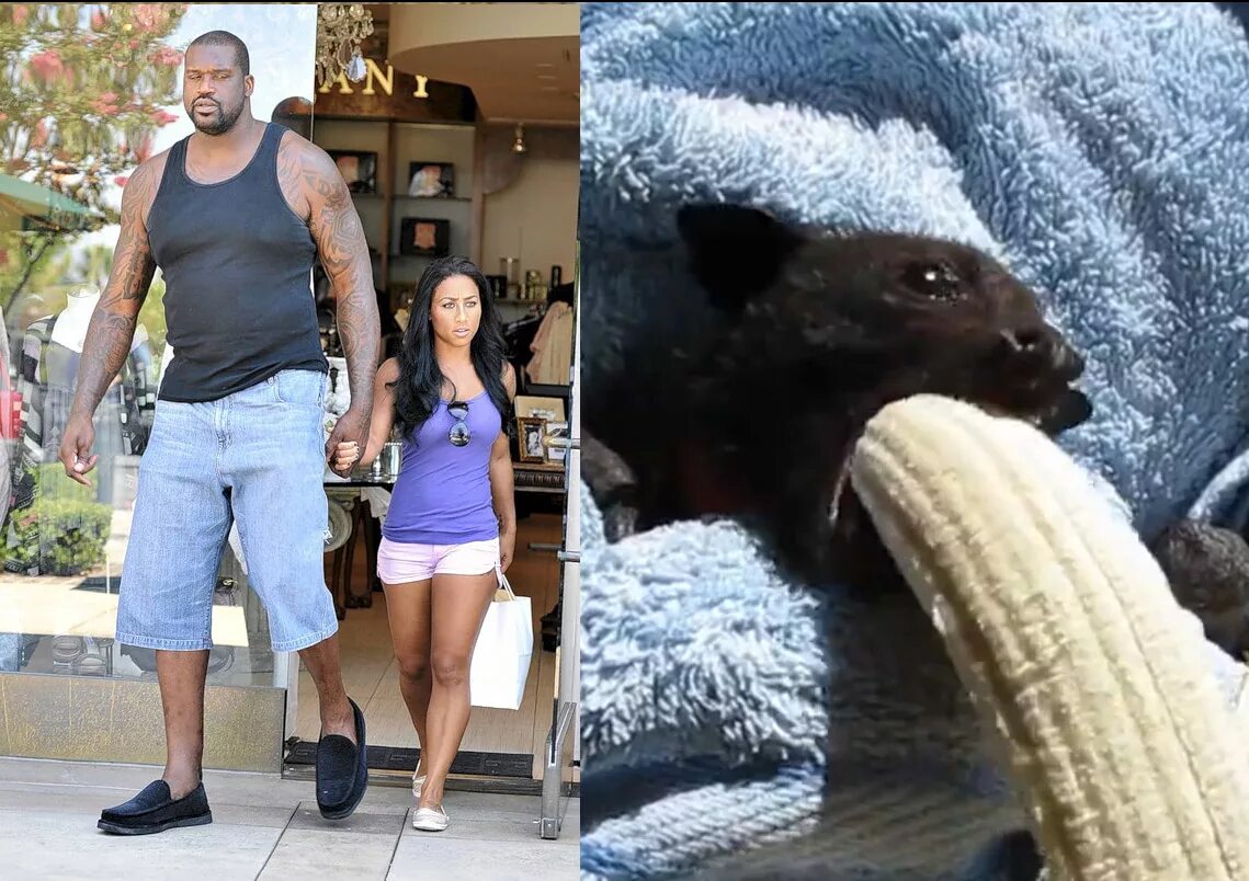 шакил о нил с женой. шакил о нил и николь александер. видео большой парень маленькая девушка. шакил о нил с женой. шакил о'нил и его жена.