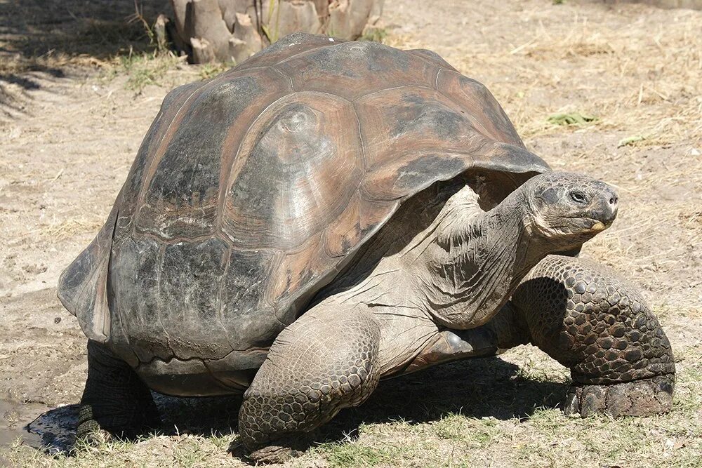 Большая галапагосская черепаха. Галапагосская черепаха. Галапагосская слоновая черепаха. Галапагос — Эквадор черепахи. Черепаха гигантский Галапагос.
