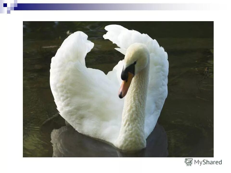 Диво значение слова. Лебедь в зоопарке эпитеты. Лексика русского языка. История происхождения слова. Словарь лексических значений.