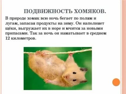 Что такое листинг в хомяке простыми