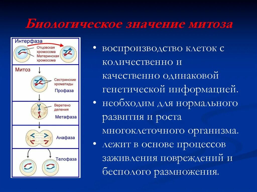 Деление клеток обеспечивает организму. Какого биологическое значение процесса митоза. Митоз его фазы и значение кратко. Митоз фазы митоза биологическое значение. Митоз биологический смысл фазы биологическое значение.