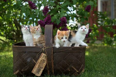 Подскажите кошки