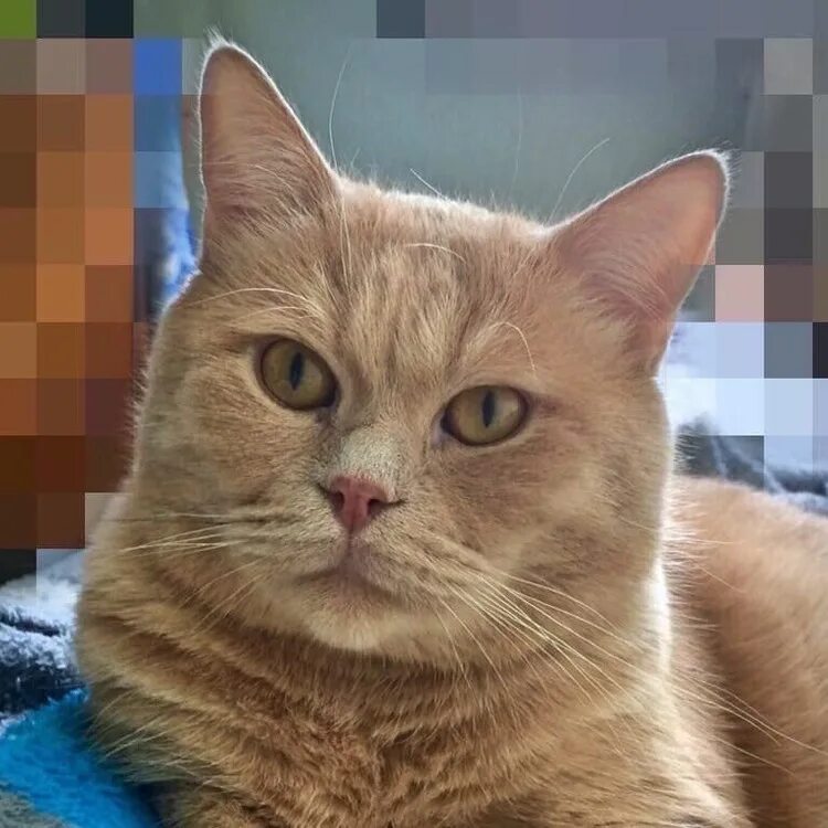 персидский царь и кот. коты домашние спокойная. коты персей. кот персей. кошка ветра меру.