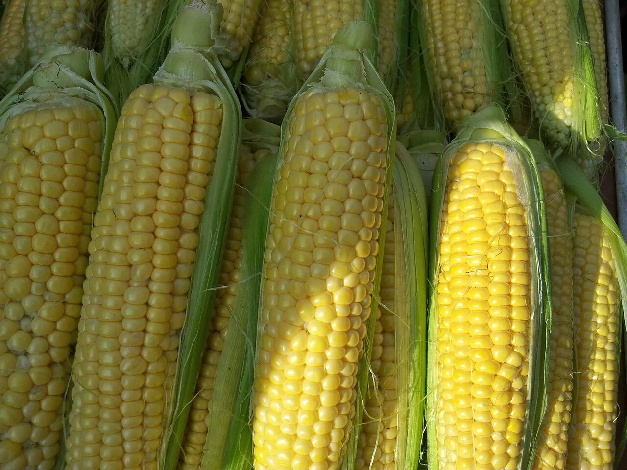 Фото кукурузы. Американский сорт кукурузы. Кукуруза Полевая. Кукуруза свежая. Кукуруза культура.