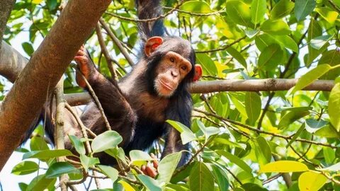 Monkey calling