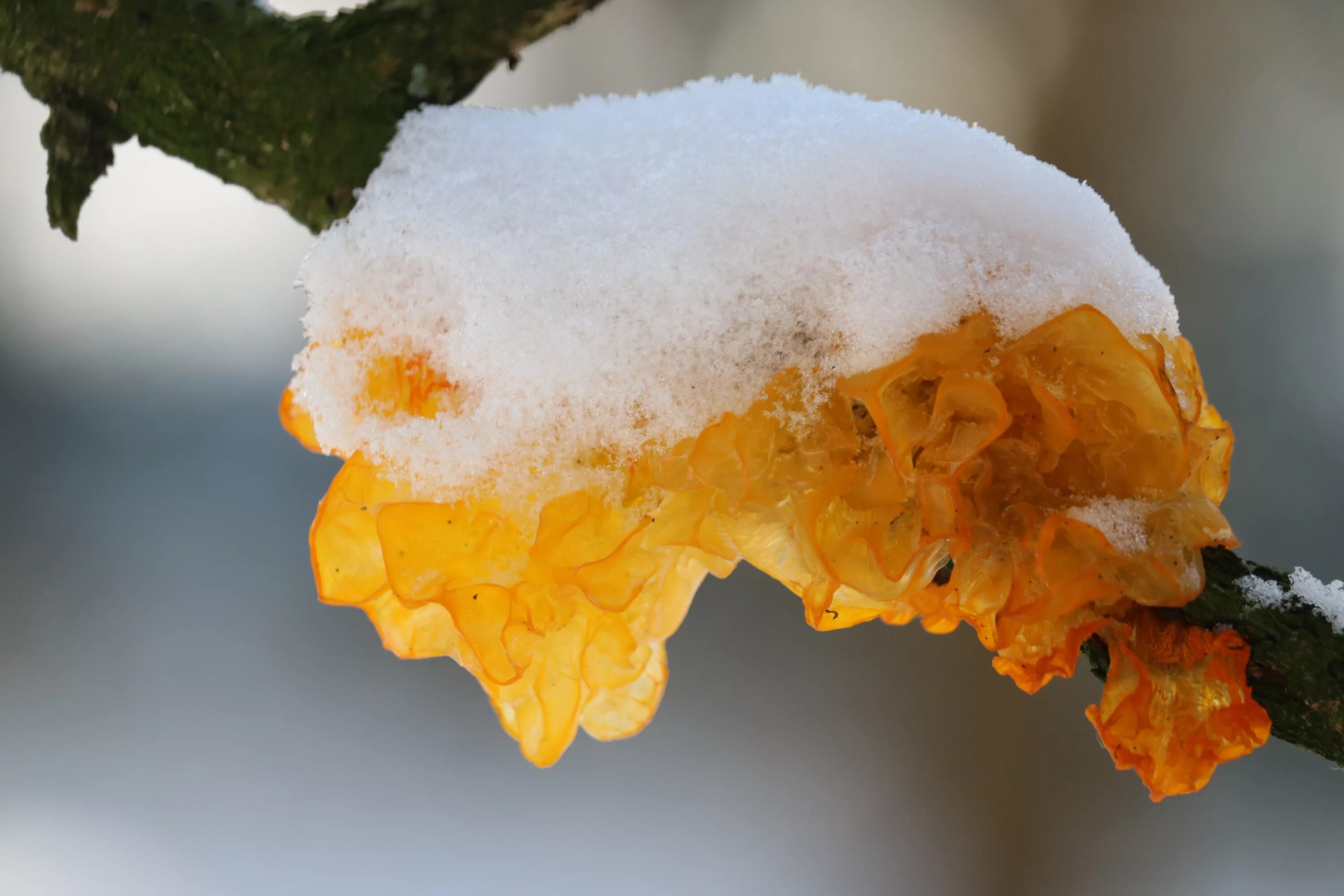 Дрожалка оранжевая гриб. Дрожалка оранжевая (Tremella mesenterica). Дрожалка оранжевая зимой. Зимний гриб Дрожалка.