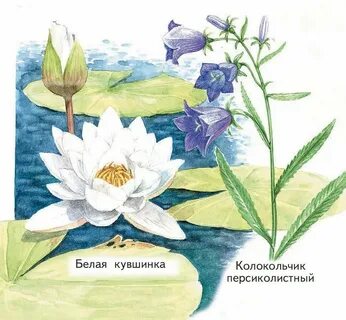 Нарисовать растения и животные из красной книги