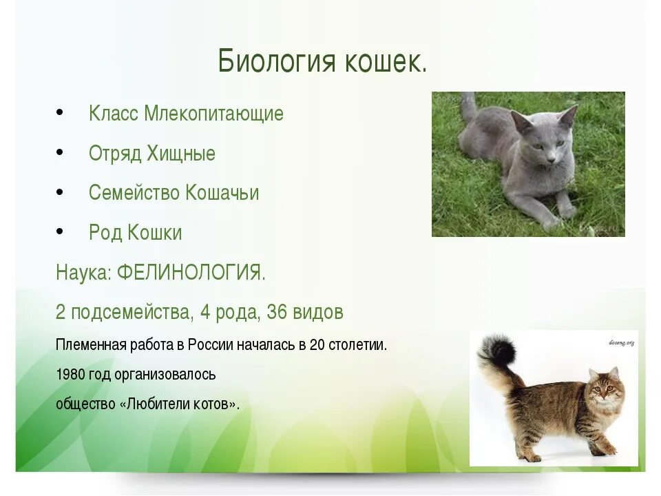 Описание кошки биология