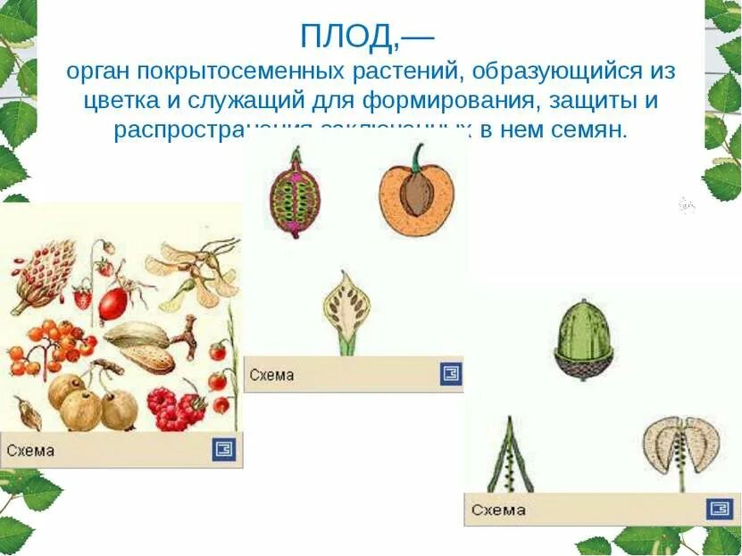 Из которого впоследствии образуются плоды с семенами. Плоды классификация плодов. Растения образующие плоды. Классификация плодов покрытосеменных растений. Семена покрытосеменных растений образуются в.