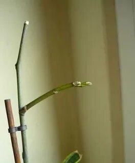 Надо ли обрезать цветонос