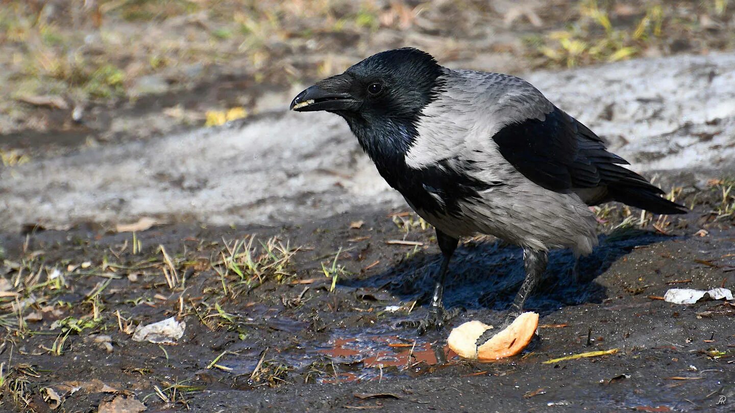 Corvus cornix. Серая ворона Таксон. Серый ворон. Серая и черная вороны. Охота на серую ворону