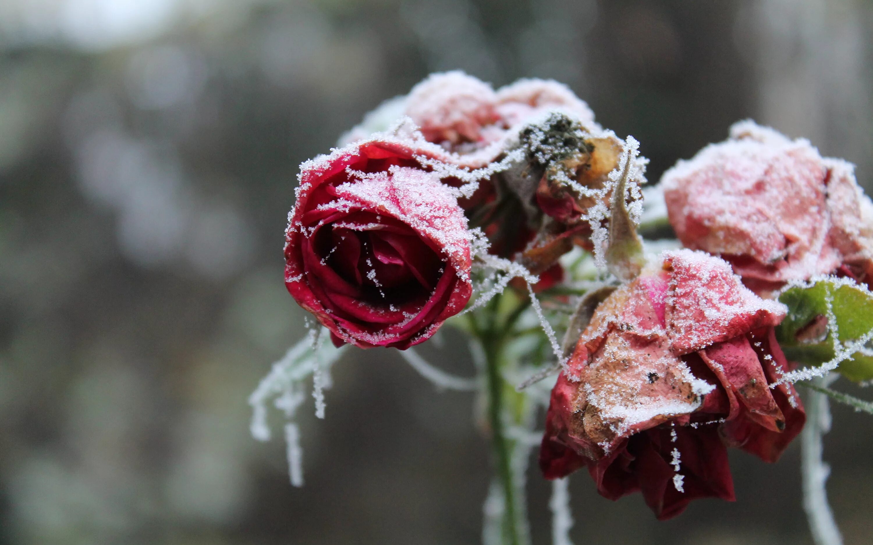 Картинки цветов в снегу. Зимние цветы. Цветы в снегу.