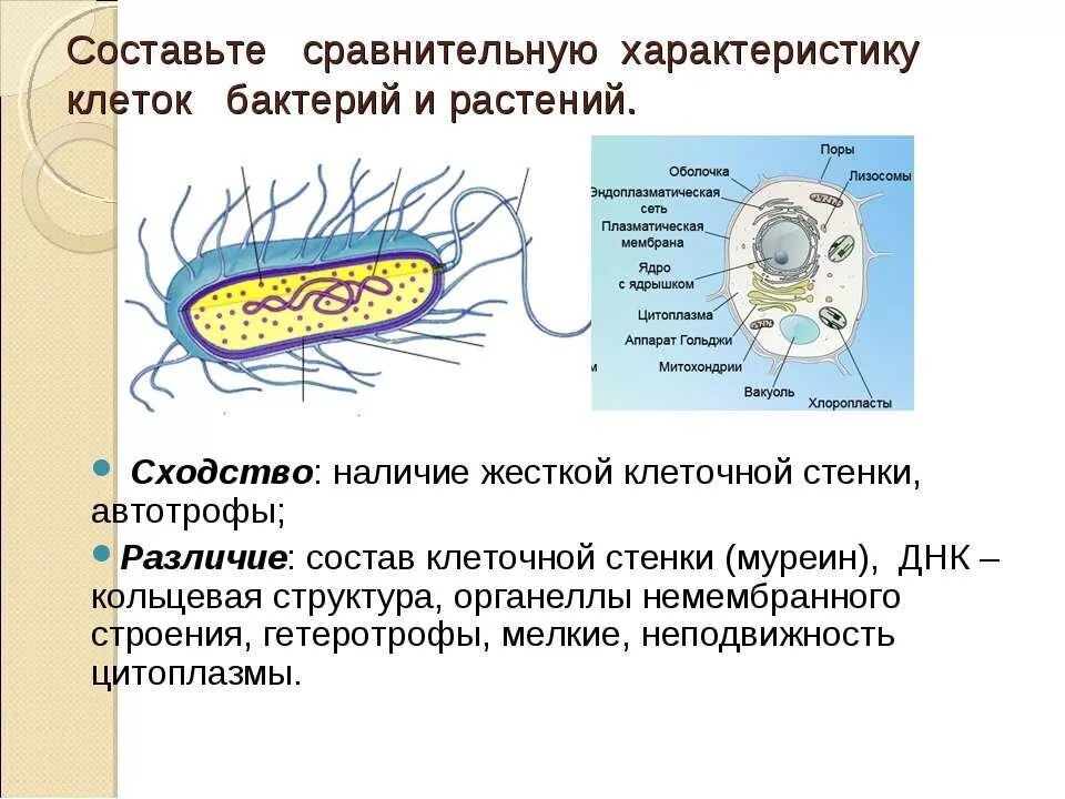 Чем отличаются бактерии от грибов и растений. Сравнить строение клетки растений и клетки бактерий. Бактериальная клетка и растительная клетка сходства. Сходства и отличия бактериальной и растительной клеток. Строение клетки бактерии и строение клетки растения сравнить.