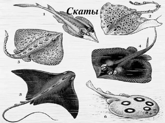 Как размножаются скаты. Хрящевые рыбы скаты. представители отряда скотов. отряд скаты представители. класс хрящевые рыбы скаты.