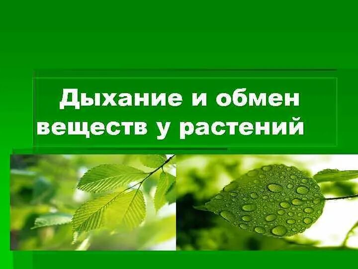 Обмен веществ растений урок. Обмен веществ у растений. Дыхание и обмен веществ у растений. Дыхание и обмен веществ у растений 6 класс. Обменные процессы у растений.