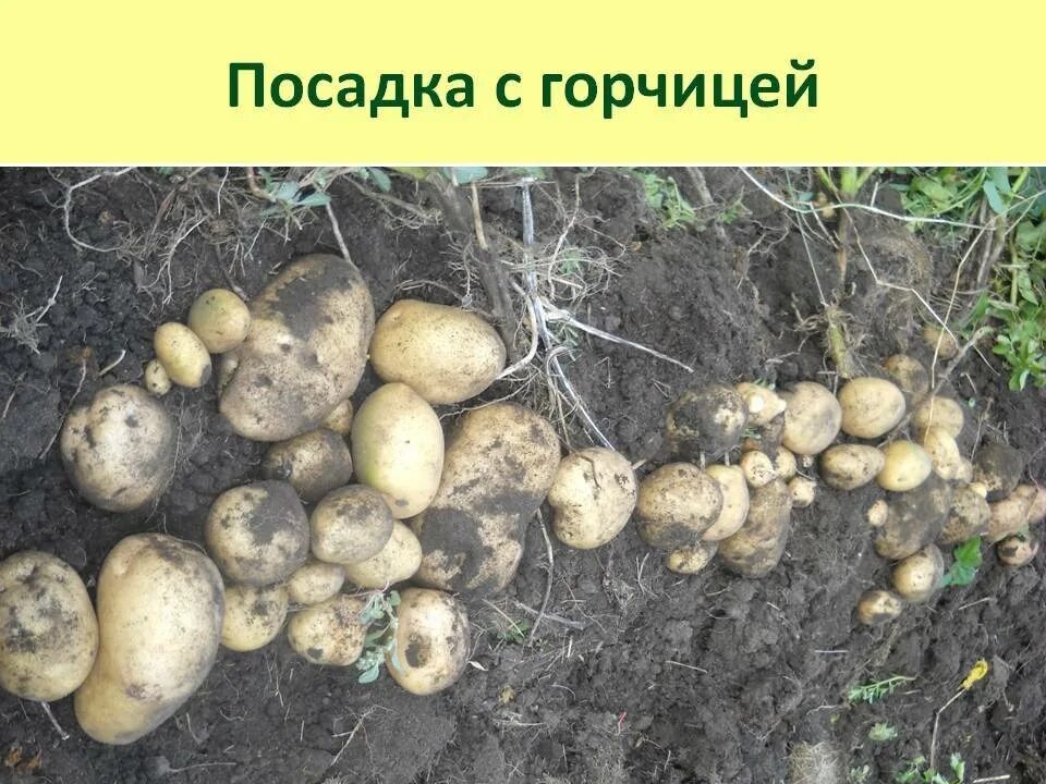 Какую картошку сажать