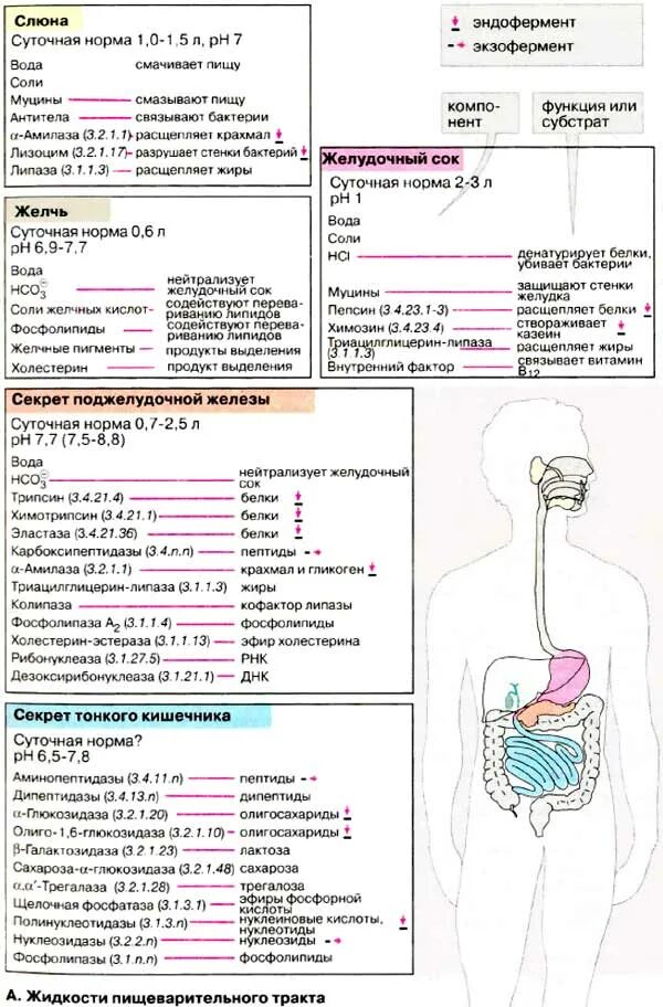 Пищеварительные органы человека таблица. Пищеварение в отделах пищеварительной системы таблица. Отделы органы пищеварительной системы и их секреты таблица. Железы пищеварительной системы и их ферменты. Ферменты пищеварительной системы таблица анатомия.
