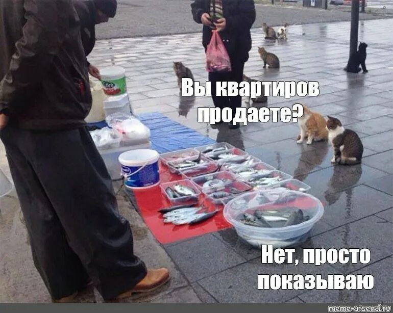 Рыбу продаете нет показываю красивое. Вы рыбов продаете мем про котов.