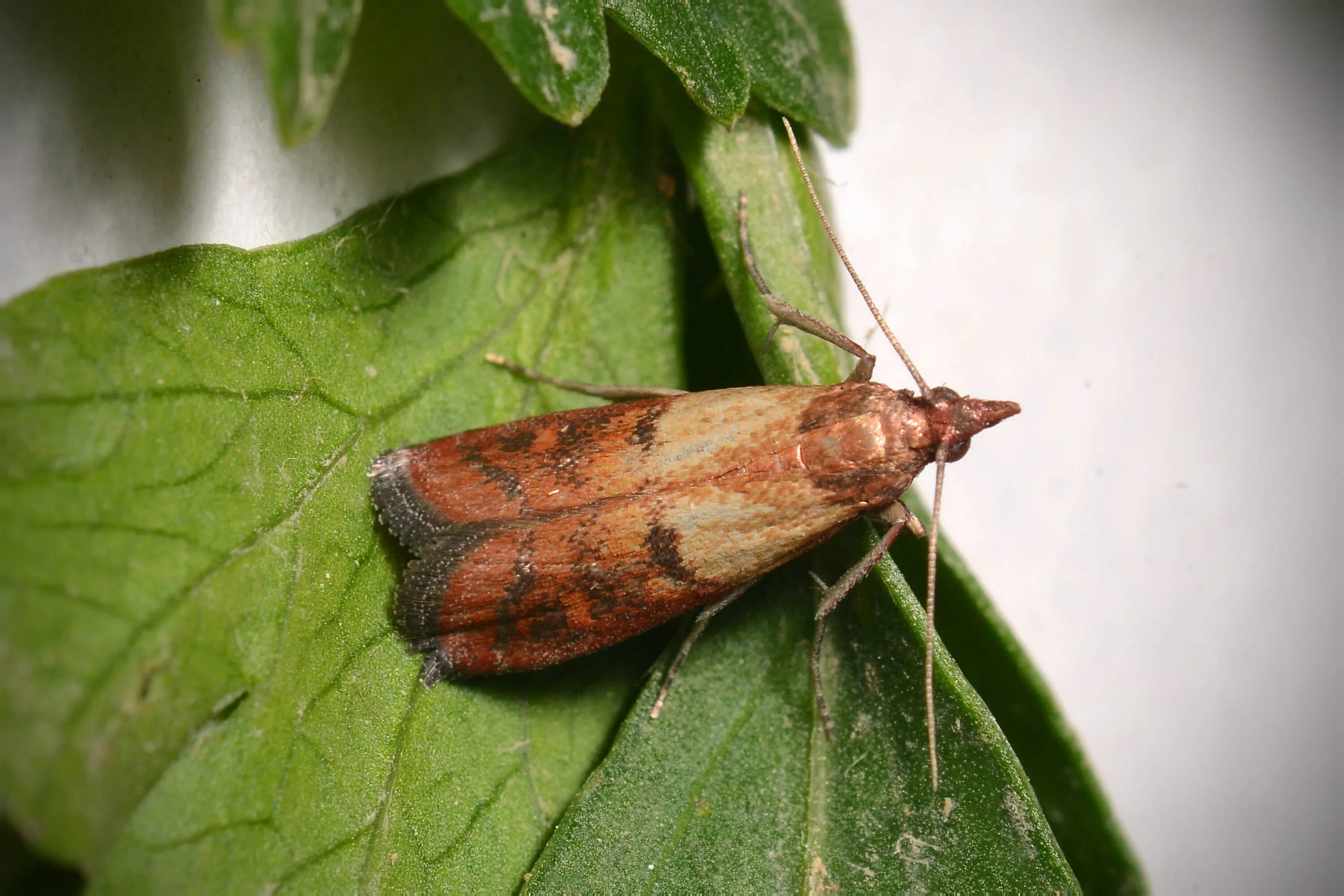 Амбарная зерновая моль. Амбарный моль вредитель. Зерновая моль sitotroga cerealella. Личинки зерновой моли ситотроги. Амбарная зерновая моль.