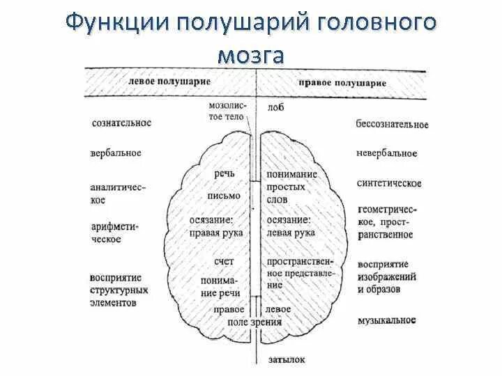 Какое полушарие головного мозга. Функции левого и правого полушария головного мозга таблица. Головной мозг правое полушарие строение.