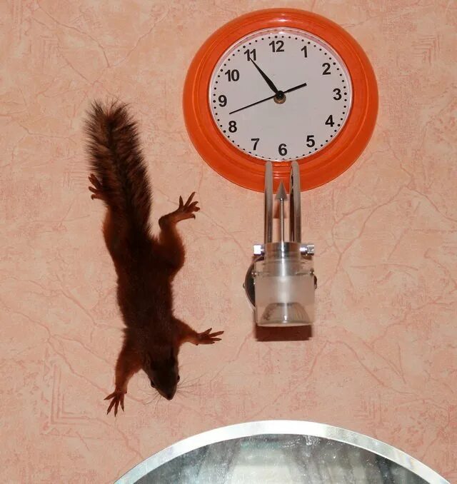 Можно приручить белку
