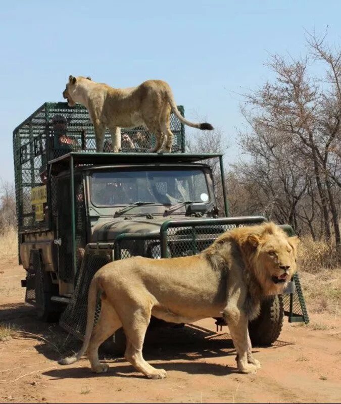 Сан диего сафари парк the tiger trail. Сафари тур в танзании. Сафари парк. Сафари крюгер парк. Сафари парк бангкок.