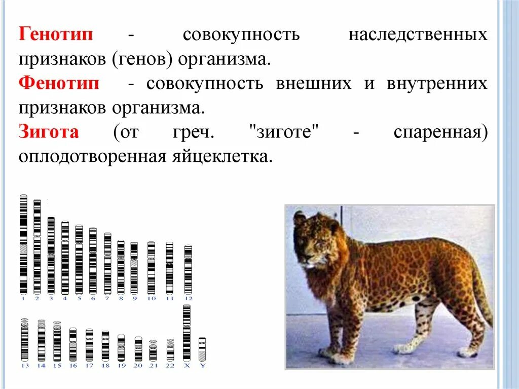 Основные закономерности наследования признаков у организмов. Генотип пример. Генотип пример в биологии. Генотип совокупность внешних и внутренних признаков.