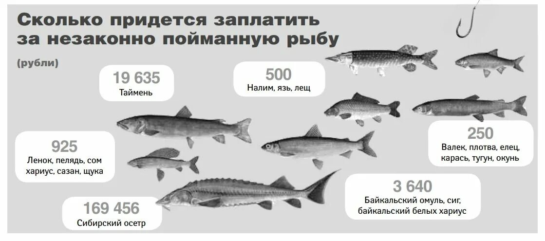 Запрет на ловлю в саратовской области 2024. Штраф за размер рыбы. Штраф за пойманну. Рыбы. Штрафы за вылов осетровых рыб. Штраф за осетровые.