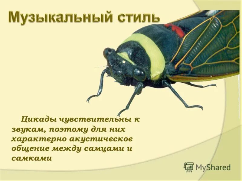 лексическое значение слова высокая