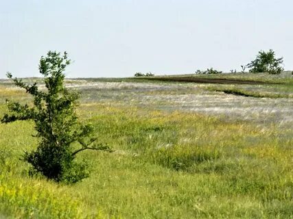Грачев куст саратовская область