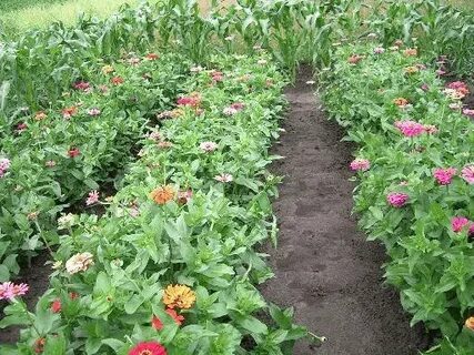 Когда высаживать цинию в открытый грунт. Прищипка сальпиглоссиса. Циния карликовая рассады. Циния когда сажать. Посев цинии в открытый грунт весной.