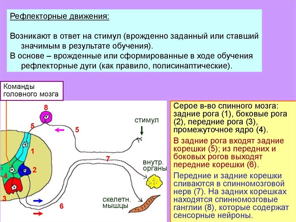 Моносинаптические и полисинаптические рефлекторные дуги. Полисинаптическая рефлекторная дуга. Рефлекторные движения. Моносинаптические и полисинаптические рефлексы. Это движение возникает в результате