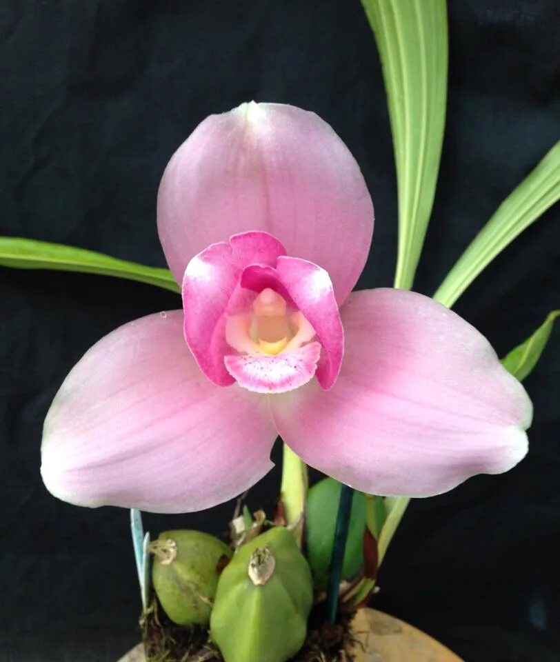 Днс-0107. Дешёвый процессор для кс го. Сборка днс пк за 40к. Компьютер нормальный и дешевый. Cj hfnm gr lyc.