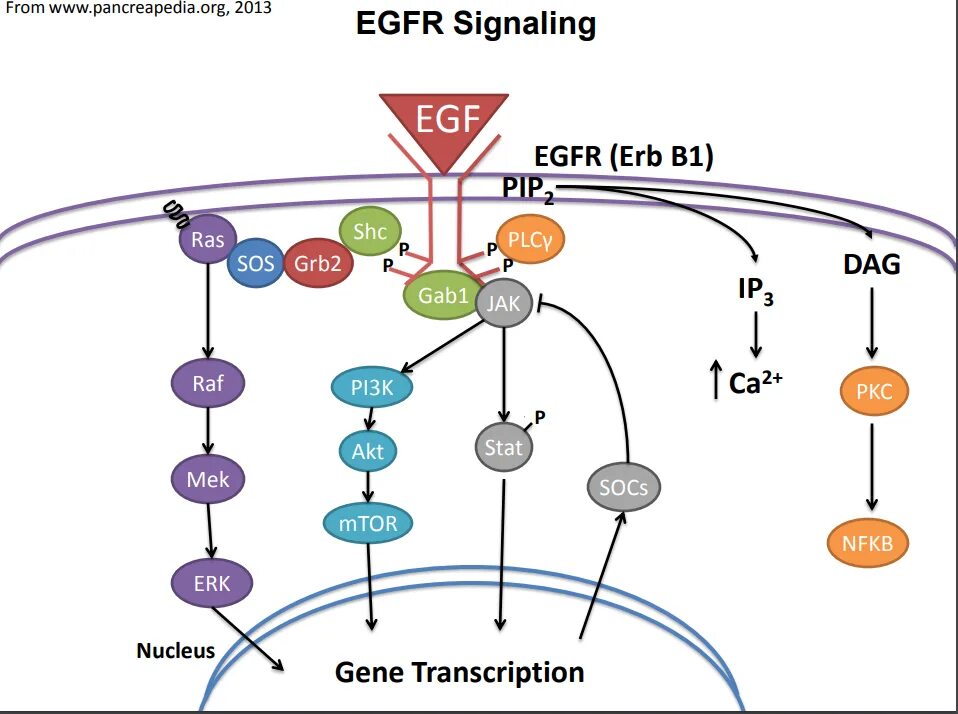 Рецептор egfr и her. Мутация гена egfr. Сигнальный путь egfr. Egfr ген. Мутации egfr.