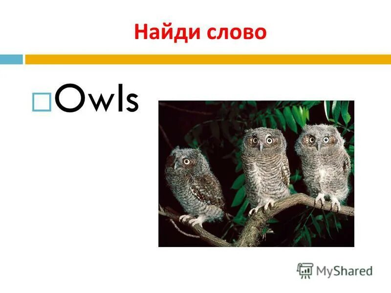 слова на ова. Owls текст. слово сова. сова птица мудрости. Owls текст.