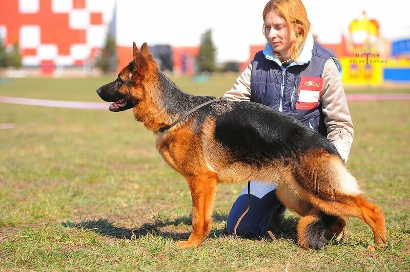 немецкая овчарка аллемо хаус дон диего. аллемо хаус цецилия немецкая овчарка. немецкие овчарки питомник хаус. хаус фанни питомник. ганди фон гессон немецкая овчарка.