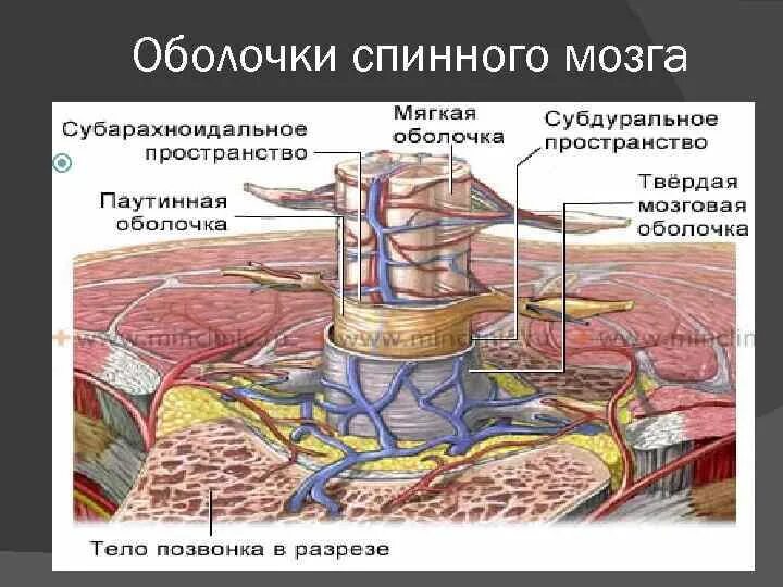 Паутинная оболочка спинного мозга функции. Зубчатая связка спинного мозга. Твердая оболочка спинного мозга латынь. Строение спинного мозга слои.