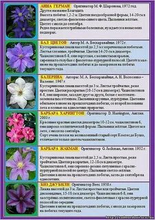 Относятся названия сортов