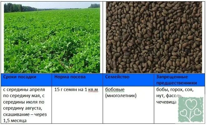 Норма посева люцерны. Люцерна сидерат. Норма посева люцерны на сотку. Как выращивать люцерну. Люцерна семена на сотку
