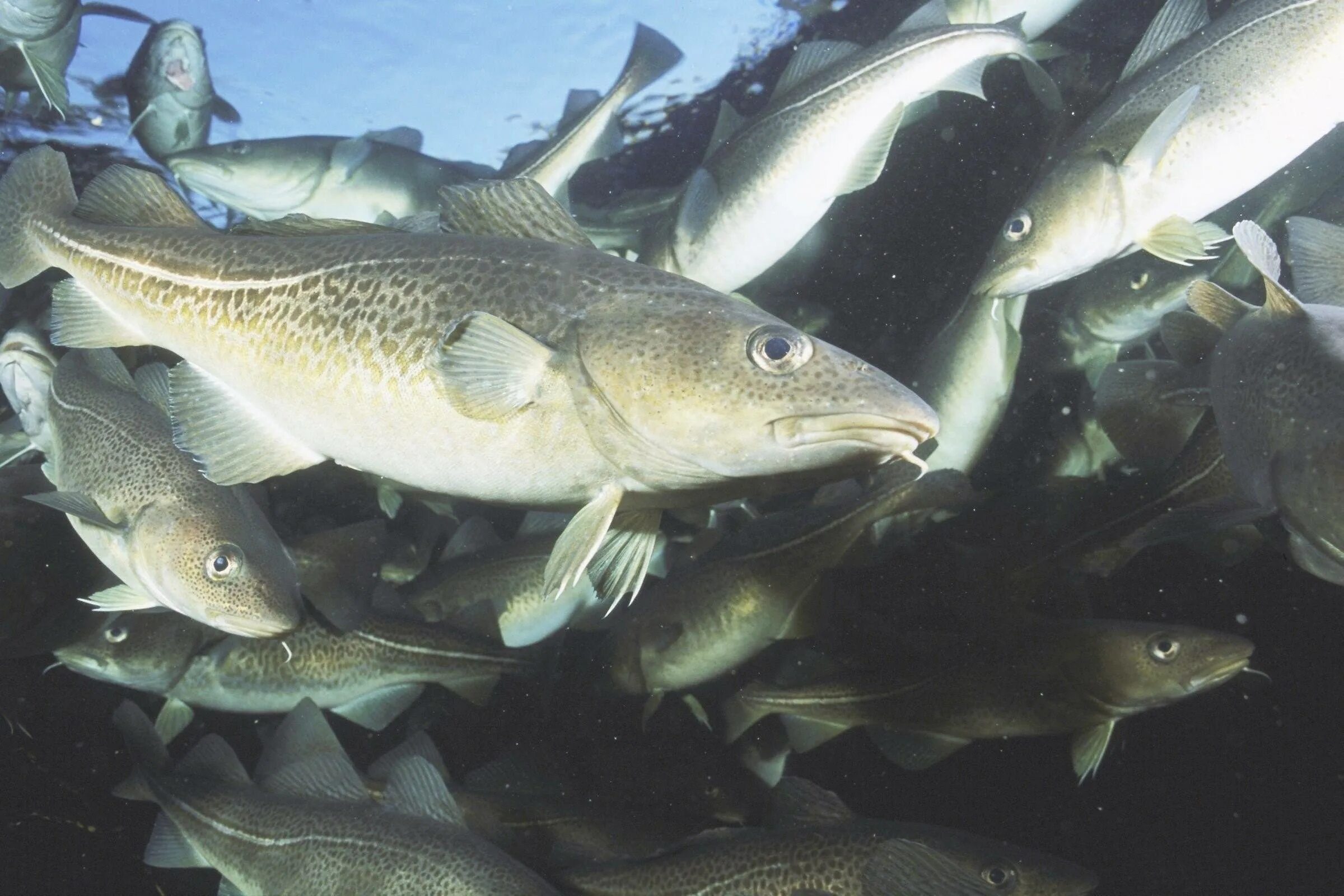 Атлантическая треска тресковые. Атлантическая треска (gadus morhua). Gadus macrocephalus рыба. Треска нерест.