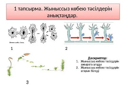 Тойдағы жалаңаш қыздардың трусисыз видеосы