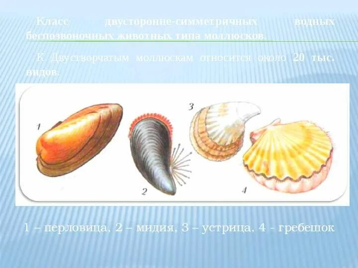 Класс двустворчатые симметрия. Типы симметрии моллюсков. Двустворчатые моллюски венерида. Беззубка, перловица, мидии, устрицы, гребешки. Сердцевидка моллюск.