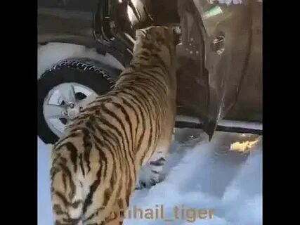 Укрощавший тигра