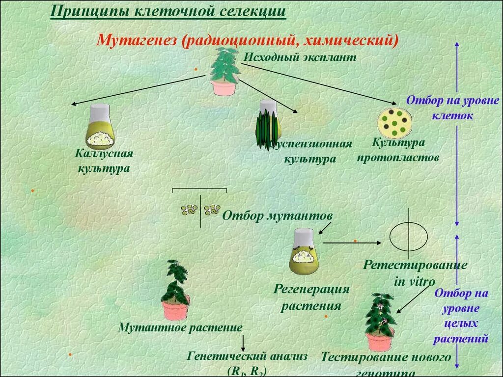 Методы биотехнологии растений. Методы клеточной селекции. Биотехнология в селекции растений. Способы селекции растений. Селекция растений примеры.