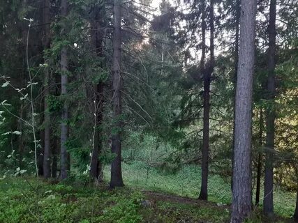 Токсово гагарина 22 лесничество