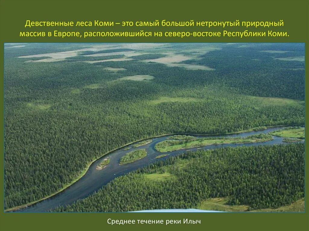 Леса коми где. Леса Коми наследие ЮНЕСКО. Девственные леса Коми (1995). Девственные леса Коми Печора. Древесные леса Коми.