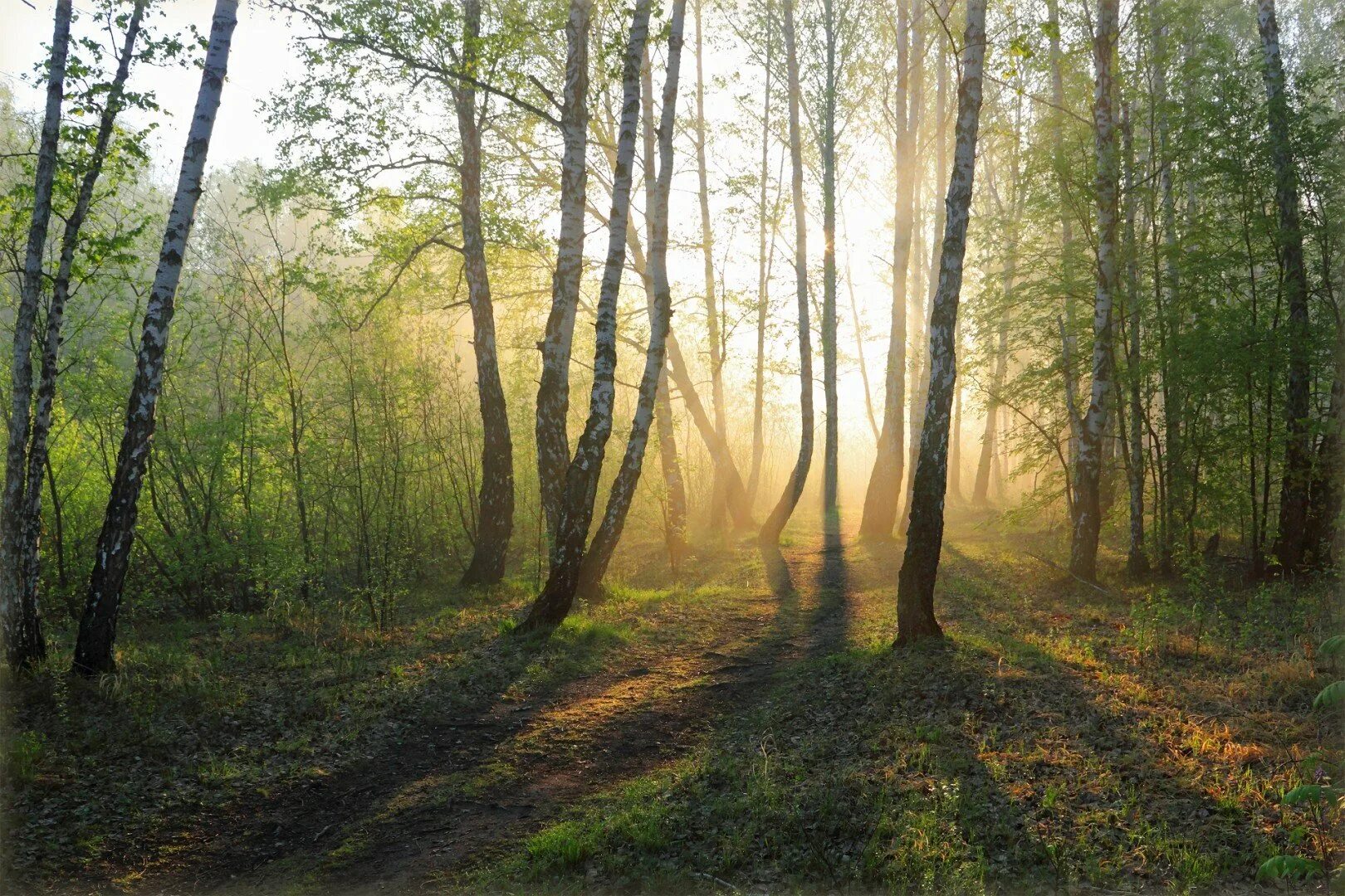 Доброе утро весенний лес