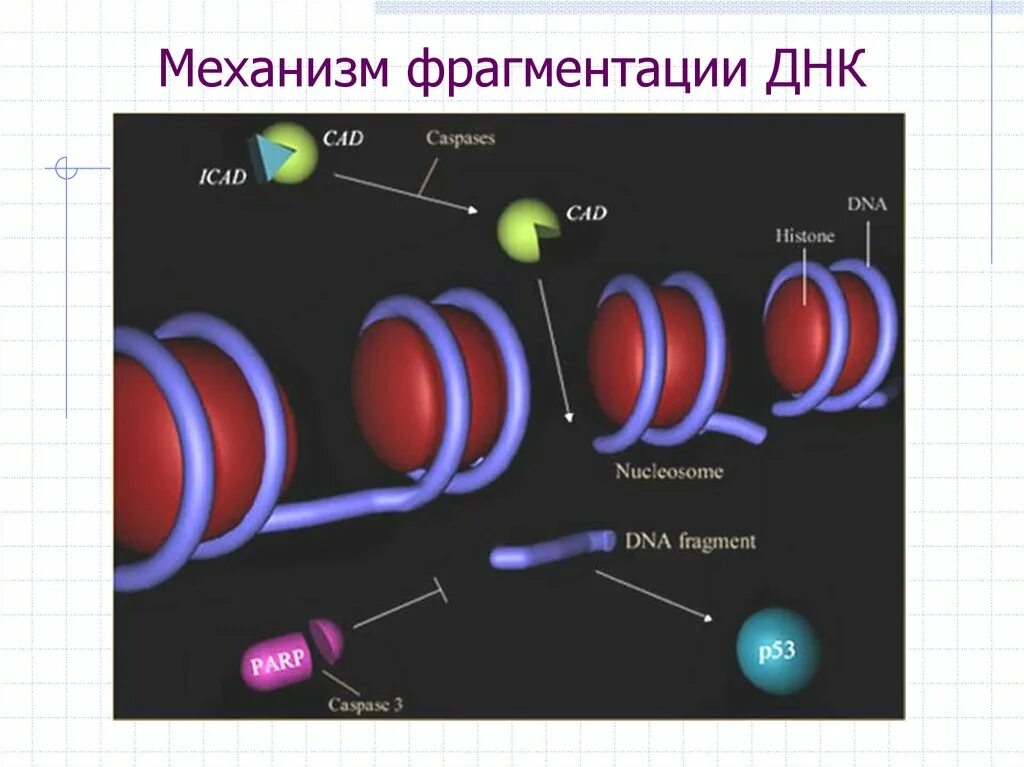 Фрагментация днк методы. Фрагментация ДНК. Фрагментированная ДНК. Фрагментация ДНК сперматозоидов. Механизм фрагментации ДНК.