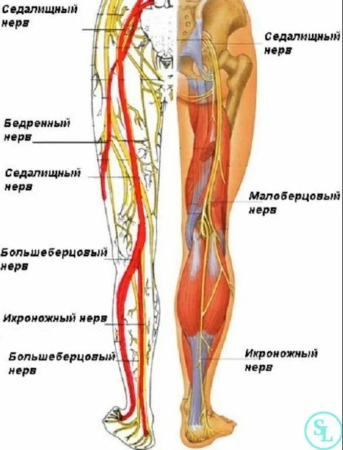 Защемило поясницу отдает в ногу. Анатомия седалищного нерва у человека. Седалищный нерв схема. Седалищный нерв расположение анатомия. Седалищный нерв анатомия схема.