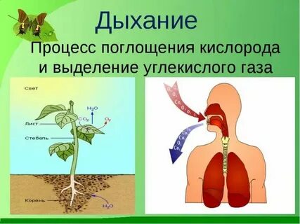 Выделяемый газ при дыхании растений